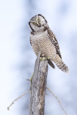 northern hawk owl 032109_MG_8613