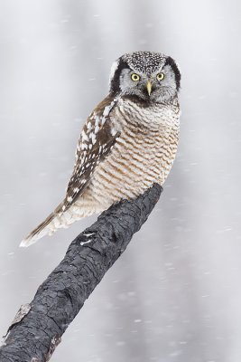 northern hawk owl 032209_MG_9007