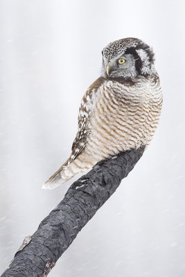 northern hawk owl 032209_MG_9079