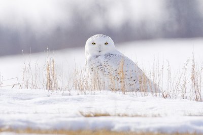 snowy owl 032009_MG_8112