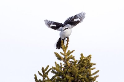 northern shrike 032109_MG_8734