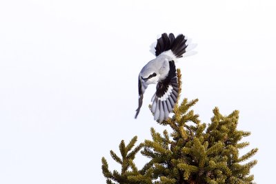 northern shrike 032109_MG_8735