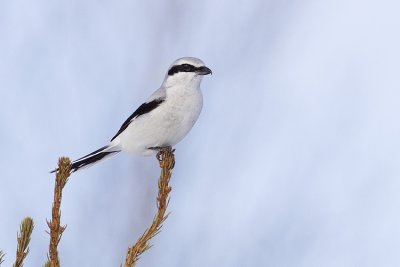 northern shrike 032109_MG_8694