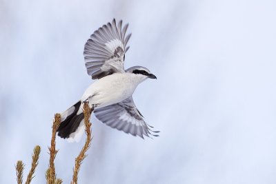 northern shrike 032109_MG_8695