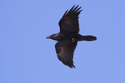 common raven 032709_MG_9144