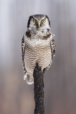 northern hawk owl 040509_MG_9942