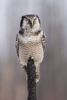 northern hawk owl 040509_MG_9906