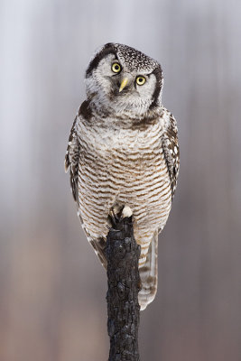 northern hawk owl 040509_MG_9880