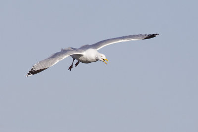 herring gull 040609_MG_0358