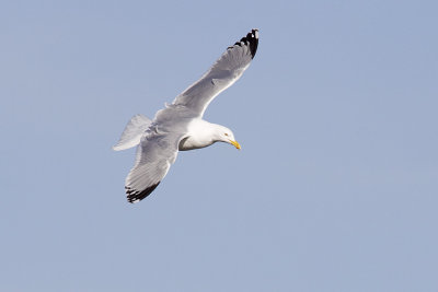 herring gull 040609_MG_0351