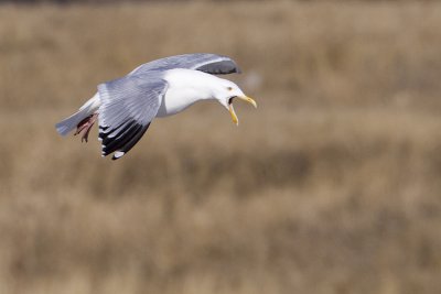 herring gull 040609_MG_0209