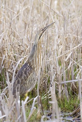 american bittern 040909_MG_1263
