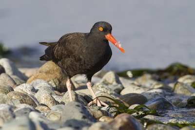 black oystercatcher 040909_MG_2060