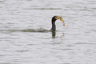 double-crested cormorant 040909_MG_1456