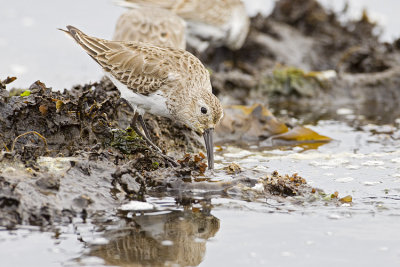 dunlin 041009_MG_2732