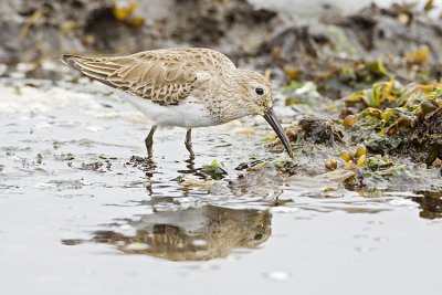 dunlin 041009_MG_2766