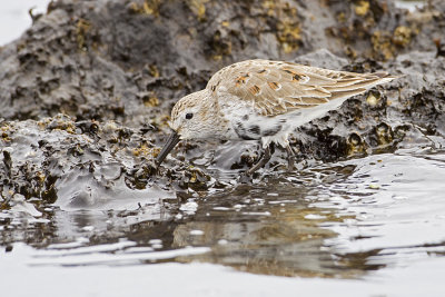 dunlin 041009_MG_2809