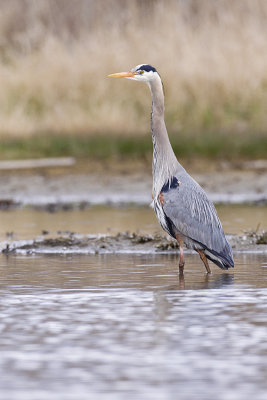 great blue heron 040909_MG_1140