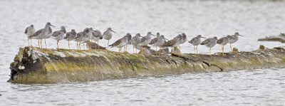 greater yellowlegs 040909_MG_1252