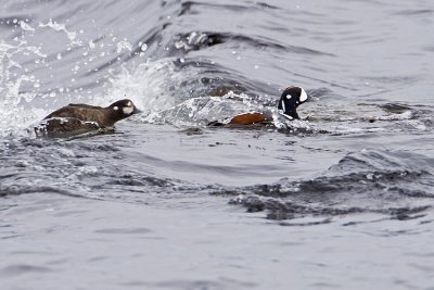 harlequin ducks 041009_MG_2894
