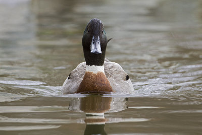 hybrid duck 040909_MG_1103