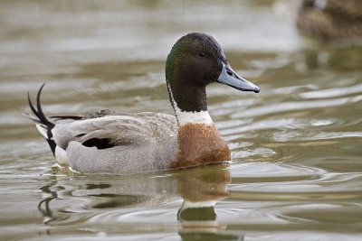 hybrid duck 040909_MG_1128