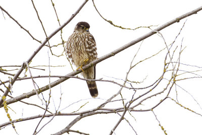 merlin 040909_MG_0973