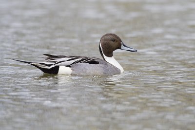 northern pintail pi040909_MG_1158