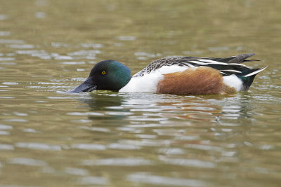 northern shoveler 040909_MG_1324