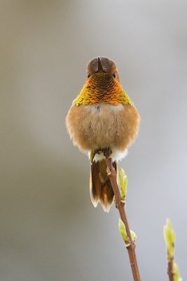 rufous hummingbird 040909_MG_1584