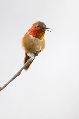 rufous hummingbird 040909_MG_1695