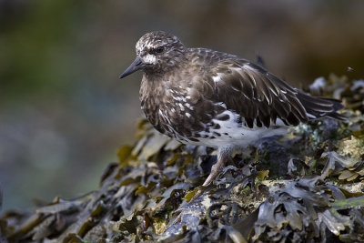 black turnstone 041009_MG_3228