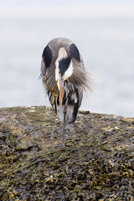 great blue heron 041009_MG_3723
