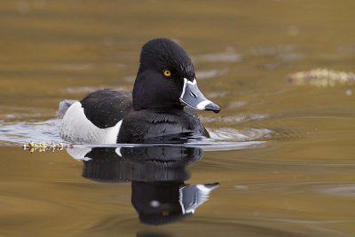 ring-necked duck 041009_MG_3639