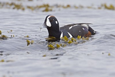 harlequin duck 041009_MG_3952