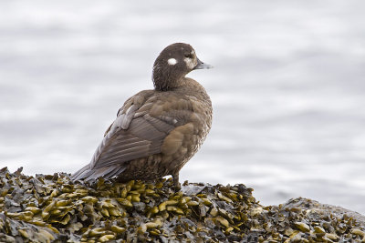 harlequin duck 041009_MG_3995