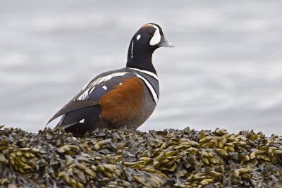 harlequin duck 041009_MG_4002