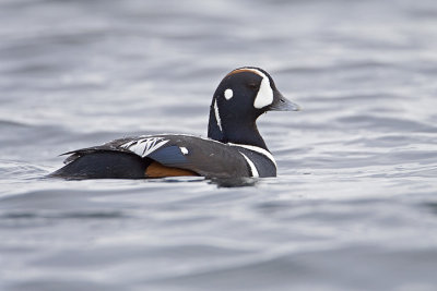 harlequin duck 041009_MG_3900