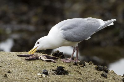 glaucous-winged gull 041109_MG_4340