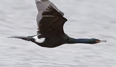 pelagic cormorant 041109_MG_4520