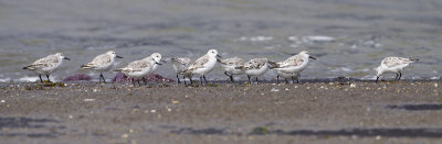 sanderling 041109_MG_4400