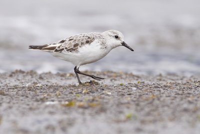 sanderling 041109_MG_4479