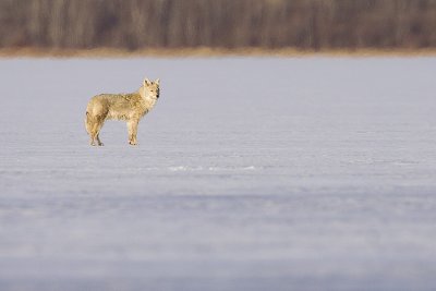 coyote 042909_MG_7161