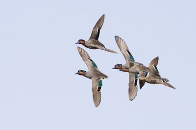 green-winged teal 041909_MG_4828