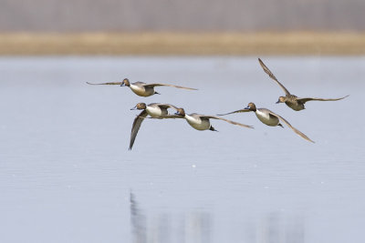 northern pintails 041909_MG_5003