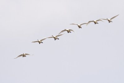 tundra swans 041909_MG_5579