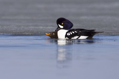 barrow's goldeneye 050209_MG_8414