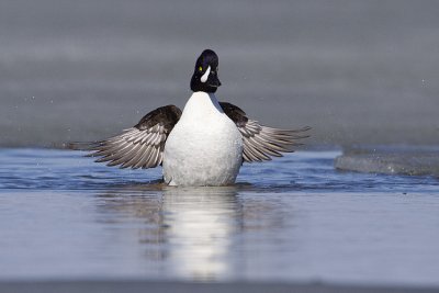 barrow's goldeneye 050209_MG_8444