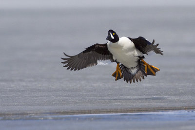 barrow's goldeneye 050209_MG_8459