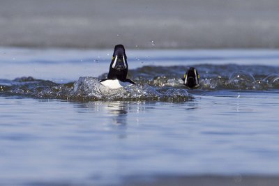 barrow's goldeneye 050209_MG_8469